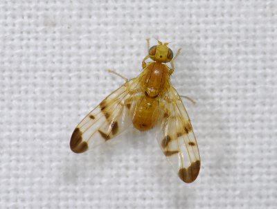 Trypeta immaculata  7202.jpg