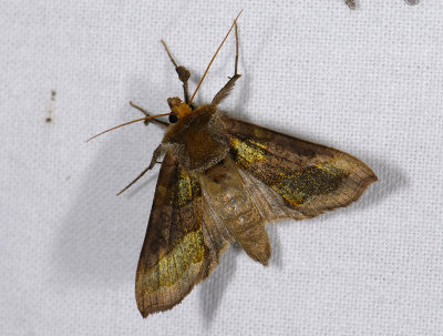 2638 Diachrysia chrysitis 7163.jpg