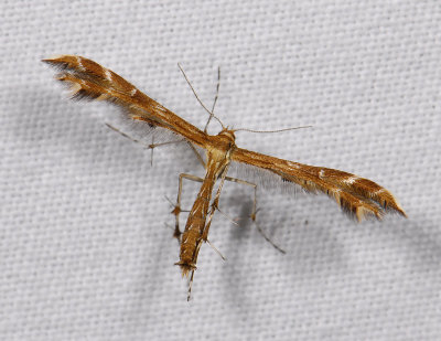 Oxyptilus pilosellae  7131.jpg
