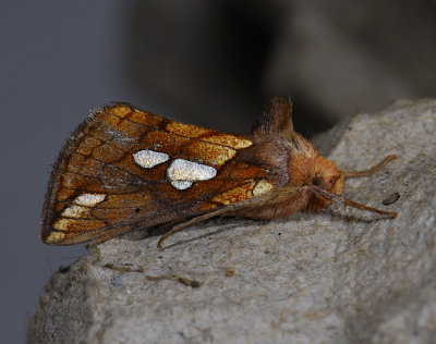 2643 Plusia putnami 7118.jpg