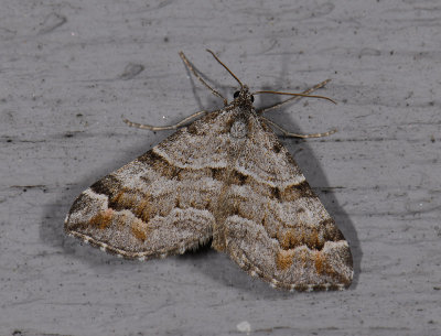 2494 Carsia sororiata 7110.jpg