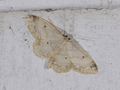 2310   Idaea biselata  7095.jpg