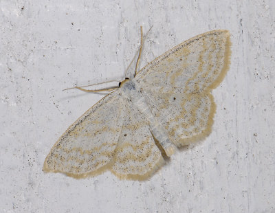 2302   Scopula immutata  7093.jpg