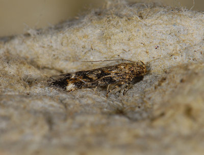 1072 Caryocolum fraternella 7072.jpg