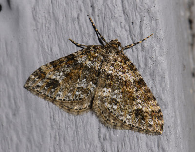 2430 Perizoma didymata 6673.jpg