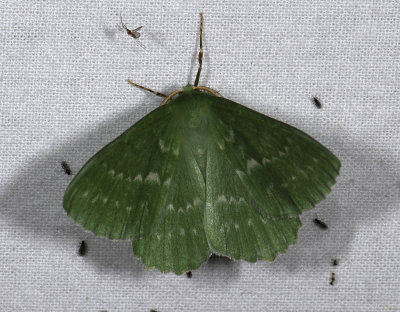 2272 Geometra papilionaria 6976.jpg