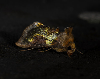 2639 Diachrysia stenochrysis 6975.jpg