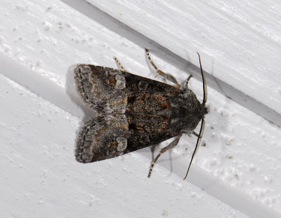 2765 Brachylomia viminalis 6917.jpg