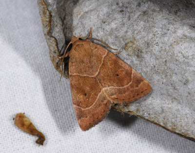 2831 Cosmia trapezina 6886.jpg