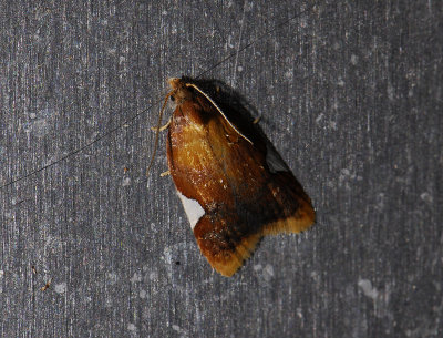 1237 Acleris holmiana 6740.jpg
