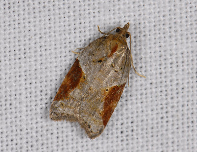 1241 Acleris laterana 8486.jpg
