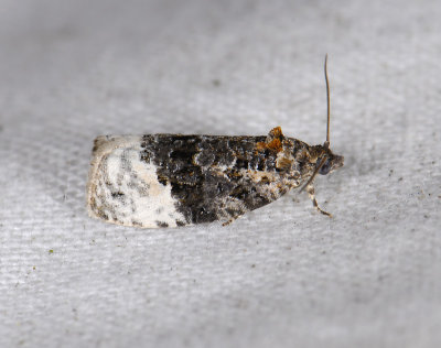 1369 Apotomis betuletana 8574.jpg