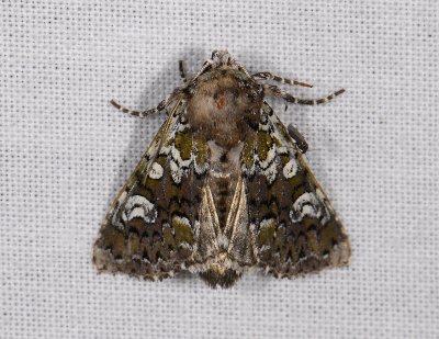 2785 Polymixis gemmea 8577.jpg