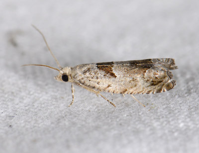 1458   Epinotia ramella  8573.jpg