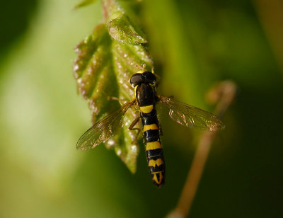 Sphaerophoria scripta  8558.jpg