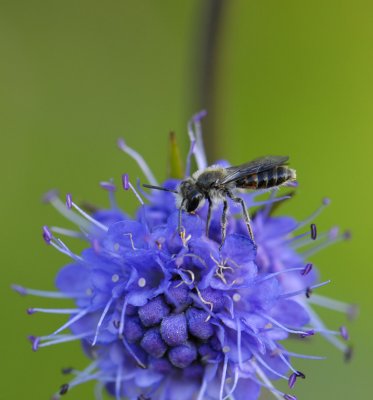 Andrena marginata  8548.jpg
