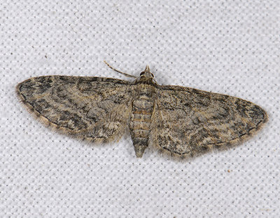 2435   Eupithecia inturbata  8821.jpg