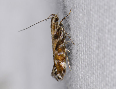 0923 Aristotelia ericinella 8855.jpg