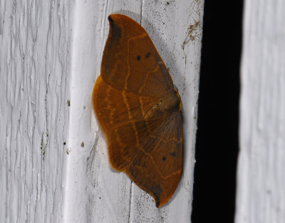 2167 Watsonalla binaria 8866.jpg