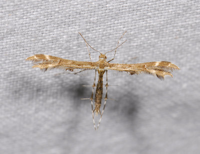 Oxyptilus pilosellae  8893.jpg