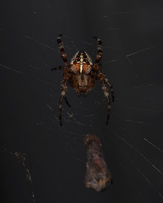 Araneus diademantus  8894.jpg