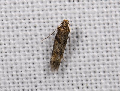 1072 Caryocolum fraternella 8912.jpg