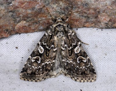3036 Xestia speciosa 8931.jpg