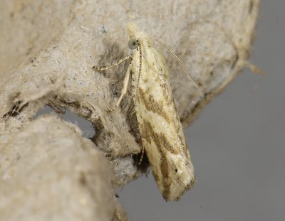 1427 Thiodia citrana 4399.jpg