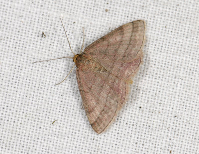 2298   Scopula rubiginata  4386.jpg