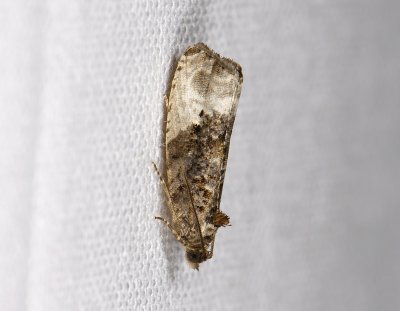 1378 Hedya nubiferana 4361.jpg