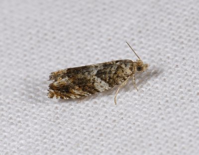 1442   Epinotia abbreviana  4293.jpg