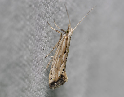 0486   Plutella porrectella  4239.jpg