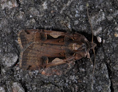 3041 Xestia c-nigrum 9113.jpg