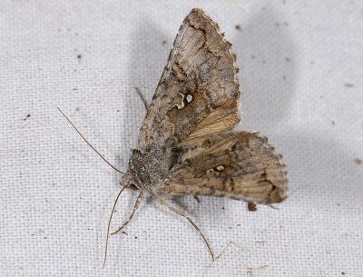 2656 Syngrapha interrogationis 9102.jpg