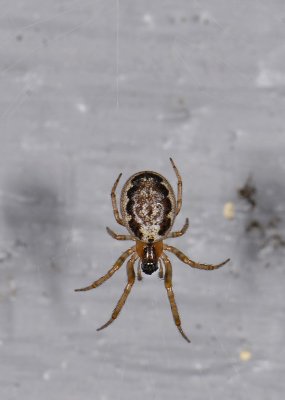 spider9083.jpg