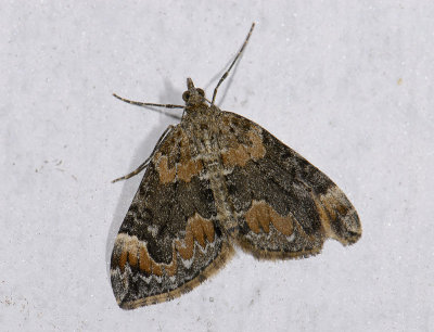 2375   Chloroclysta citrata  9045.jpg