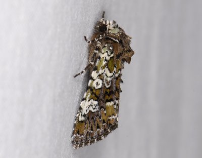2785 Polymixis gemmea 9037.jpg