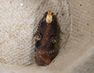 0559   Agonopterix liturosa  9139.jpg