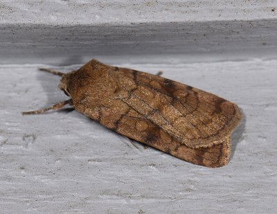 3049 Xestia sexstrigata 9224.jpg