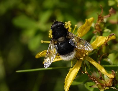 Eristalis intricaria  9422.jpg