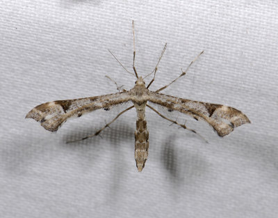 1658   Platyptilia gonodactyla  9193.jpg