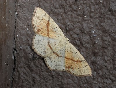 2288   Cyclophora punctaria  9199.jpg