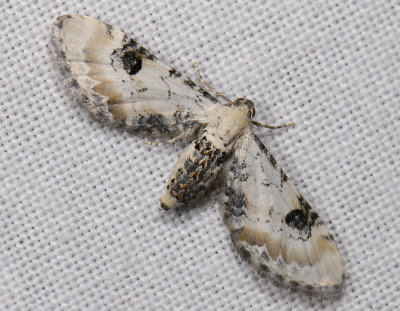 2450   Eupithecia centaureata  8712.jpg