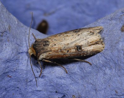 2990   Axylia putris  8710.jpg