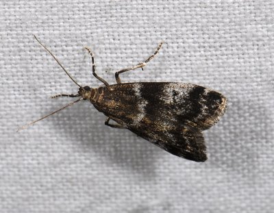 1762 Assara terebrella 8722.jpg