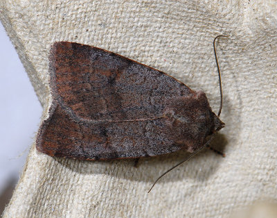 3017 Protolampra sobrina 8699.jpg