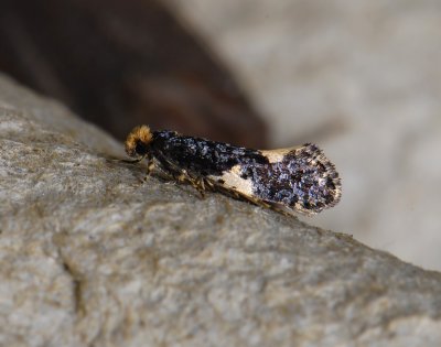 0235 Monopis spilotella 8698.jpg