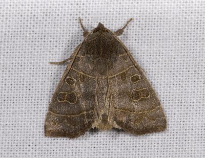 2822 Ipimorpha subtusa 9458.jpg