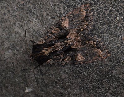 2789 Blepharita satura 9551.jpg
