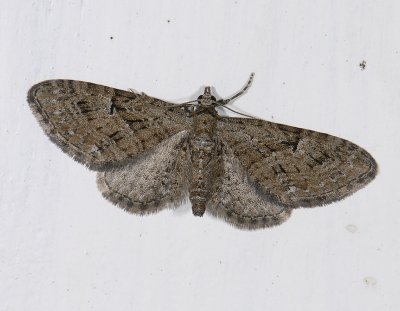 2481   Eupithecia pusillata  9558.jpg